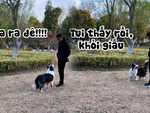 Chú chó thông minh phát hiện bị chủ troll siêu đỉnh