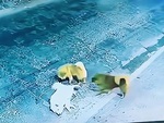 Chú chó giả chết để ăn vạ bất thành