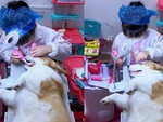 Chú chó giả làm bệnh nhân cho cô chủ khám răng