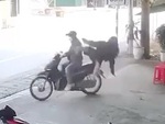 Cô gái mặc váy ngã sấp mặt khi ngồi một bên xe máy