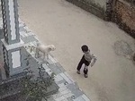 Bé trai nhận trái đắng khi trêu chó