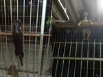 Chú chó leo hàng rào trốn đi chơi siêu đỉnh (P2)