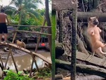 Cún con ngã xuống sông khi đi cầu khỉ