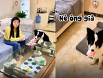 Chú chó trộm tiền cho ông chủ siêu đỉnh