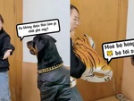 Chú chó không dám hổ báo khi thấy sen ôm 'chúa sơn lâm'