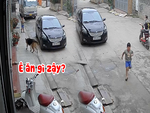 Bé trai vội ném ổ bánh mì bỏ chạy khi thấy chú chó becgie lại gần