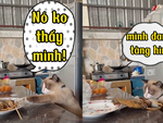 Chú mèo dùng thuật tàng hình để trộm cá khô