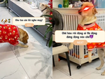 Chú cún Golden xéo xắt trả thù bạn mèo vì ganh tị