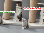 Chú mèo giả điếc khi bị vợ kêu nấu cơm