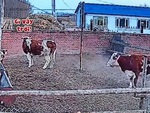 Bò mẹ ngơ ngác khi thấy con nhảy vọt qua tường cao
