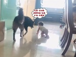 Chú chó nhất quyết không cho em bé bò ra ngoài để tránh nguy hiểm