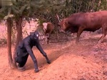 Chàng trai giả trâu để trêu bò