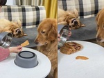 Chú chó giận dỗi vì bị ăn cú lừa