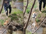 Chú chó sang chấn tâm lý vì sen không hiểu ý