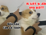 Corgi giả ngu ngơ khi bị chủ hỏi tội