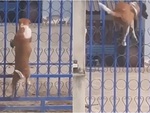 Chú chó trèo cửa cổng trở về sau một đêm lén bỏ nhà đi chơi