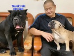 Chú chó chán không buồn nói khi đồng bọn giỏi 'võ mồm'
