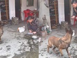 Chú chó vội bỏ chạy khi thấy chủ mài dao