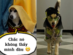Husky được sen tậu cho bộ áo 'đại ca' để không bị mèo bắt nạt