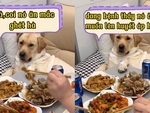 Chú chó chán không buồn nói vì đang ốm còn bị sen trêu ngươi