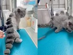 Chú mèo mang thân hình khủng long