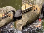 Thiên nga nhiệt tình 'bón cám' cho cá ăn