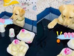 Chú chó thua hết bánh bao khi chơi trò đoán vật trong ly