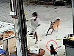 Mèo trong nhà lao ra cứu cô chủ thoát khỏi con chó hung dữ