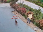 Chú chó chạy vào sân bê tông vừa đổ chọc tức thợ xây