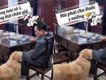 Chú chó năn nỉ xin ông chủ cho miếng thịt
