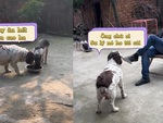 Chó xách dao nhờ ông chủ xử lý hộ chú lợn tham ăn
