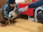 Chú chó hổ báo bỗng ngoan lạ thường khi xa vòng tay sen