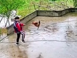 Gà trống sang chấn tâm lý vì hổ báo