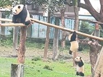 Gấu mẹ cười nắc nẻ khi con 'tập xà đơn'