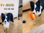 Chàng trai nằm trên giường được chú chó 'nô tì' phục vụ tận tình