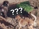 Chú chó 'bắt bài' đồng bọn khi chơi trò đuổi bắt