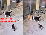 Chó mẹ vội ôm con vì tưởng đồng bọn đến ăn hiếp
