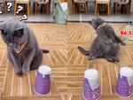 Chú mèo ngất xỉu vì ông chủ chơi ăn gian