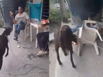 Chàng trai mắng dê bị húc ngã chổng vó