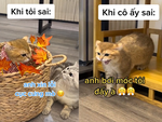 Cười ngất với nàng mèo suốt ngày giận dỗi bạn đời