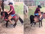 Đám đông hú hồn với chú ngựa non háu đá