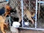 Chú chó đấu võ mồm bị béc giê dạy cho một bài học