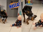 Cười sảng với chú chó bắt chước dáng đi của em bé