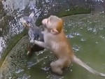 Khỉ tìm cách cứu bạn mèo mắc kẹt trong bể
