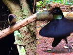 Chú chim nhảy 'vũ điệu tình yêu'