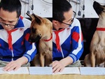 Chú chó nhìn 'trộm bài' còn sĩ diện hão