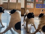 'Cậu Vàng' quyền lực giải quyết đồng bọn cãi nhau một nốt nhạc