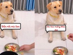 Chú chó chê đồ ăn bẩn khi sen làm rơi xuống đất