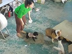 Chú chó bắt nạt đồng bọn bị mèo đánh tới tấp