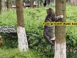 Mèo 'ẩn thân chi thuật' trên cây trốn chó cưng